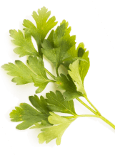 coriander leaf