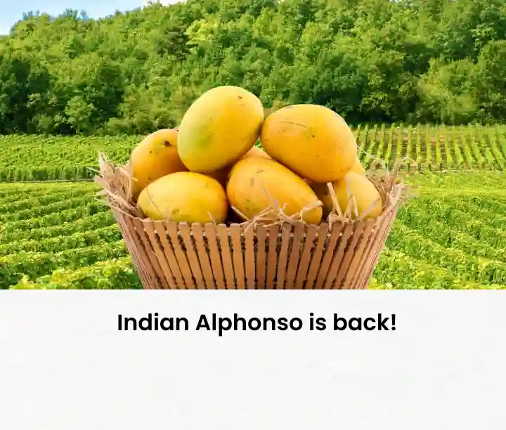 Alphonso Mango Online Indian Mango Online USA Quicklly