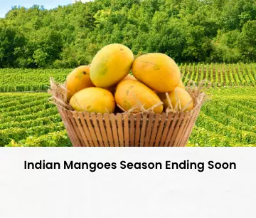 Mango Online - Indian Mango Online USA Quicklly