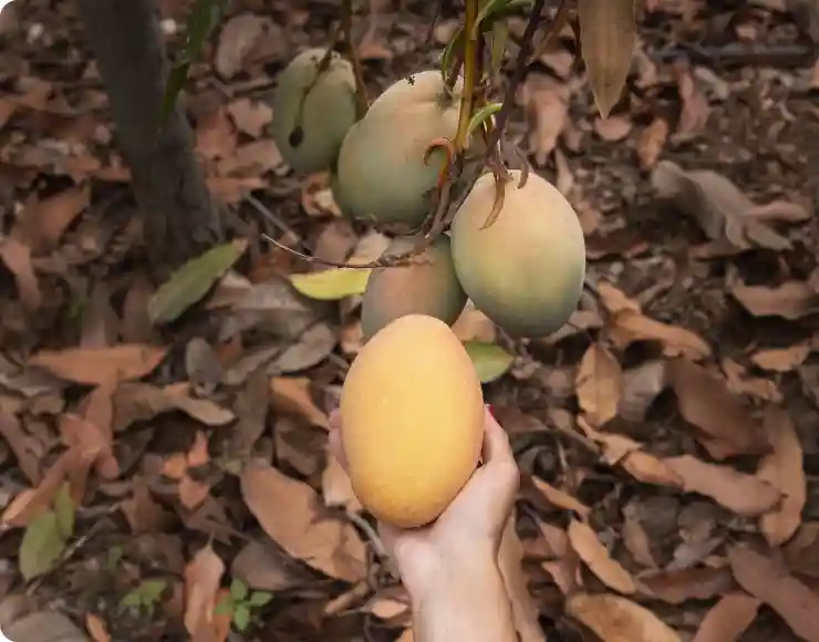 Mango Selection Process