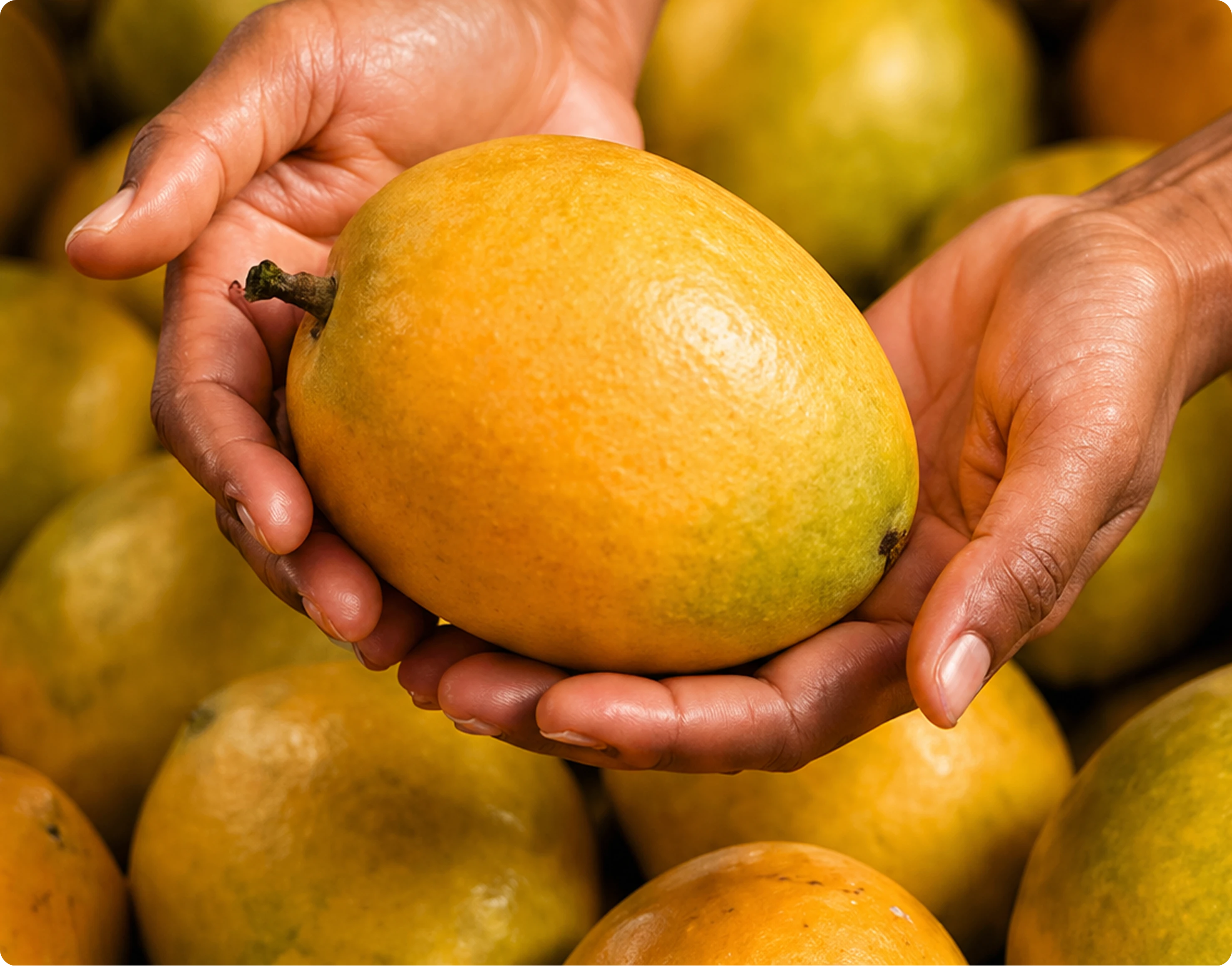 Mango Selection Process