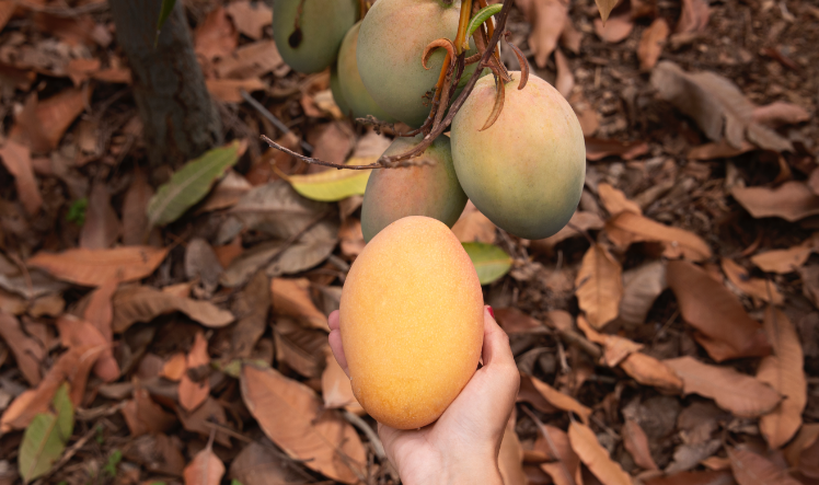 The Story of Just Mangoes