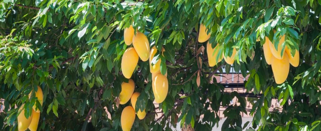 USDA Regulation for Indian Alphonso Mangoes