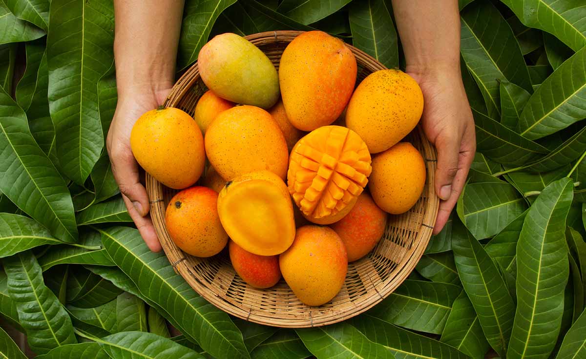 Enjoy Summers With Mangoes - 10 Popular Mango Varieties to Try in 2024
