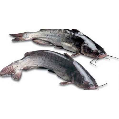 Cats fish shop