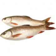 Rohu (4KG)