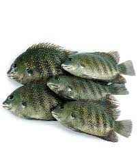 PEARL SPOT PAN READY SEAFOOD DELIGHT