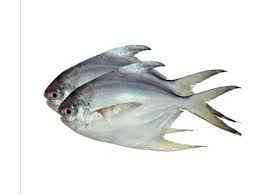 Fresh Silver Pomfret