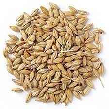 Jav Barley