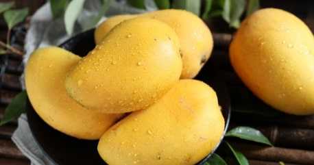 Fresh Indian Banganpalli Mangoes Combo Of 8-9