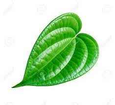 PAAN LEAF