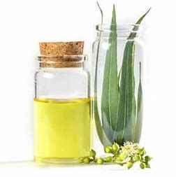 Eucalyptus Oil 