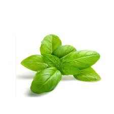 Basil Leaf