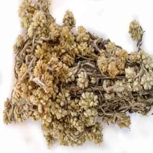 LA FIESTA GORDO LOBO 