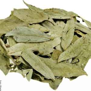 LA FIESTA HOJA DE ZEN 