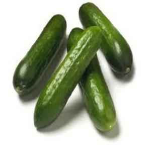 GREENHOUSES PERSIAN MINI CUCUMBERS 