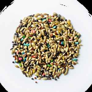 CANARY EGYPTIAN SUPER SEEDS 