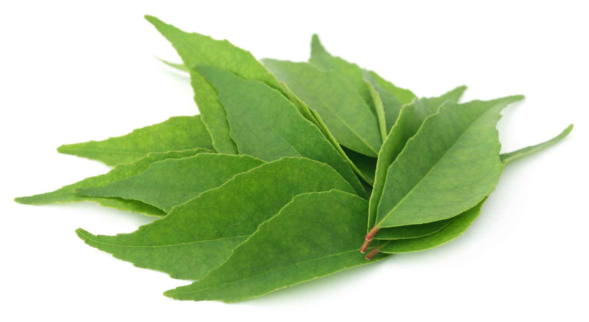 Curry Leave (Small Pack)
