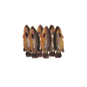 FISH KOI (CLEAN) BLOCK LASSO BRAND 