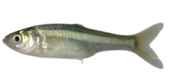 FISH MOILLA FRESH FROZEN 