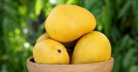 Fresh Indian Kesar Mangoes Medium Combo Of 20-24