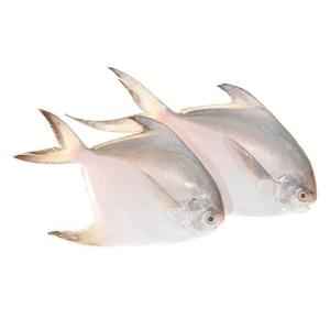 Silver Pomfret