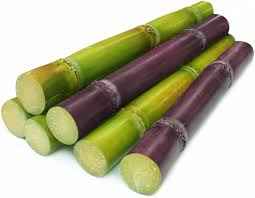 Sugarcane