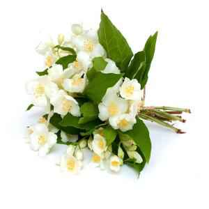 JASMIN FLOWERS
