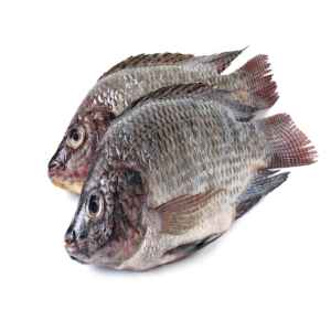 FISH   Tilapia Whole