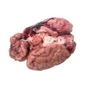 OFFAL   Brain