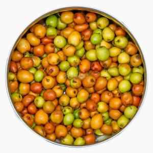 Indian Boar/ Regi Pallu