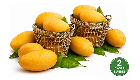 Fresh Indian Alphonso Mangoes Medium Combo Of 20-24