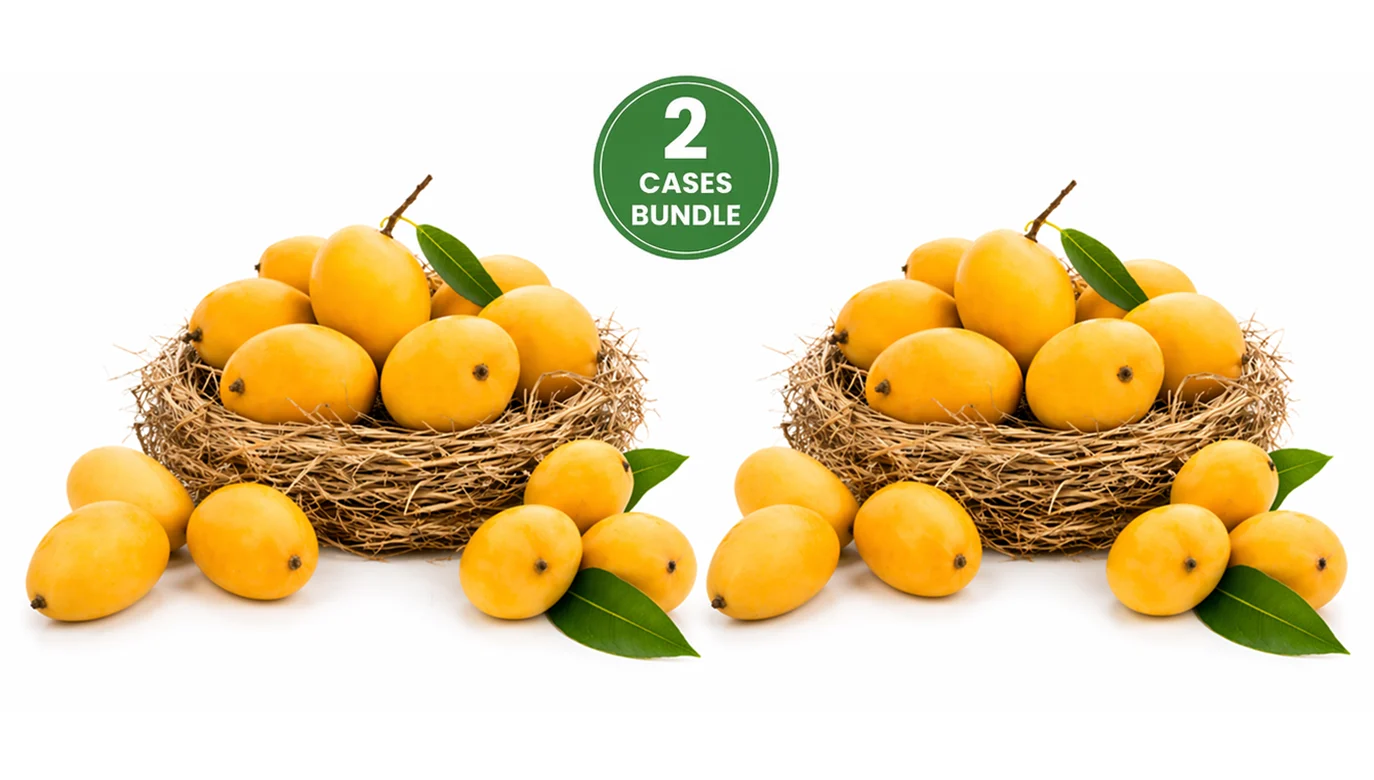 Fresh Indian Kesar Mangoes Medium Combo Of 20-24