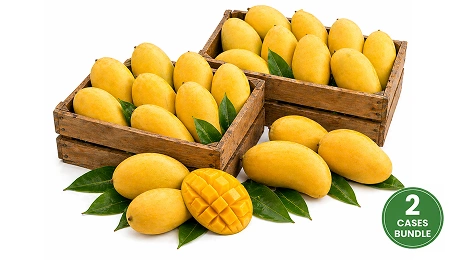 Fresh Indian Banganpalli Mangoes Medium Combo of 16-18