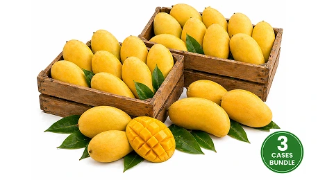 Fresh Indian Banganpalli Mangoes Large Combo Of 24-27