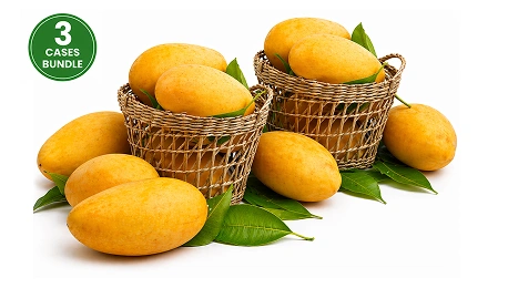 Fresh Indian Alphonso Mangoes Large Combo Of 30-36