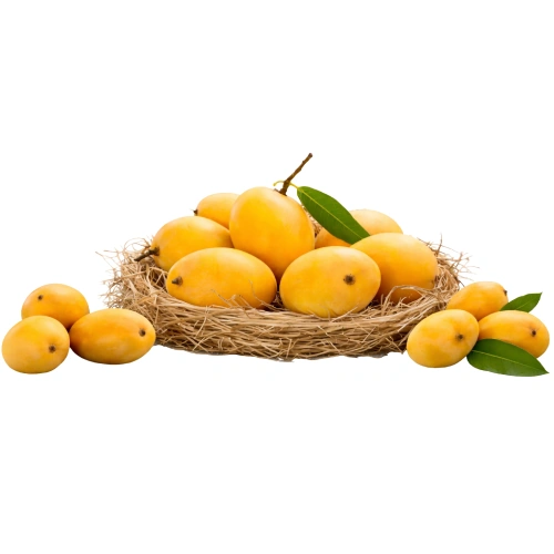 Fresh Banganapalli Mango 1 Case 8 10 Pcs 