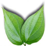 PAN LEAVES