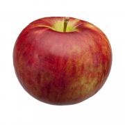 APPLE MCINTOSH MICHIGAN (apples)
