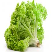 GREEN LEAF LETTUCE