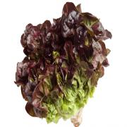 RED LEAF LETTUCE