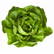 BOSTON LETTUCE