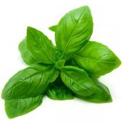 BASIL LEAVE