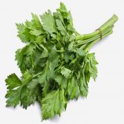 Cilantro