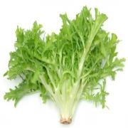 ENDIVE