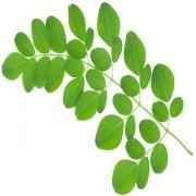 Moringa Leaves (Drumstick Leaves)