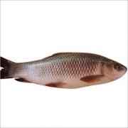 ROHU FISH (5-8 Lbs)