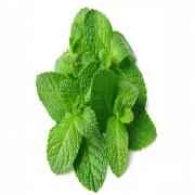 Mint Bunch