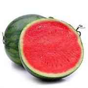 SEEDLESS WATER MELON