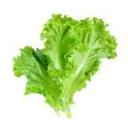 LETTUCE GREEN LEAF